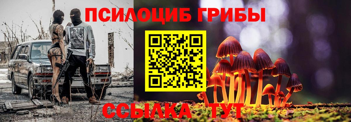 Галлюциногенные грибы Psilocybe Нововоронеж